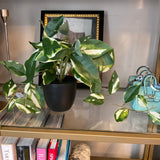 Faux Plant