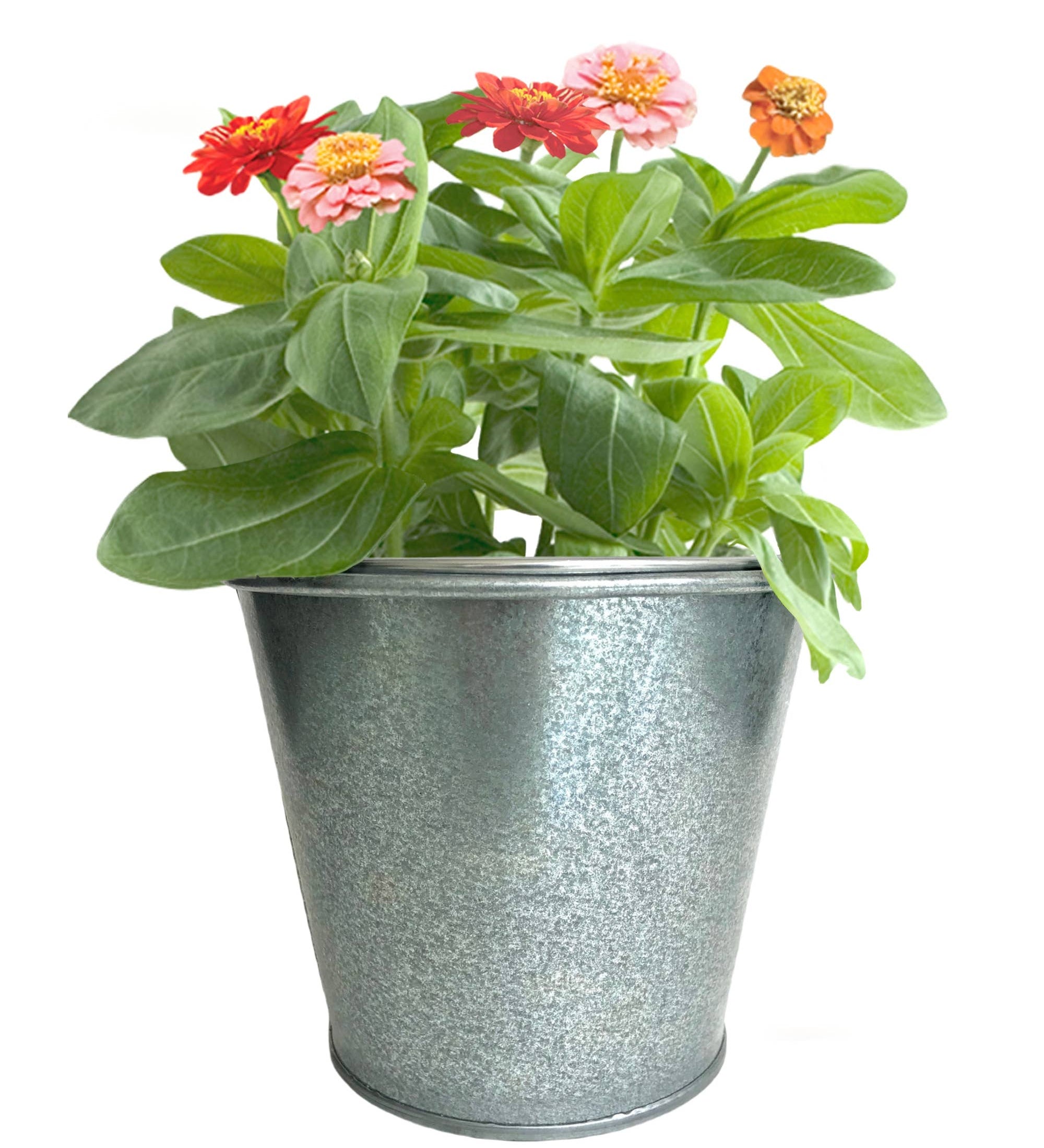 Kids Garden in a Pail | Butterfly | Learning Activity