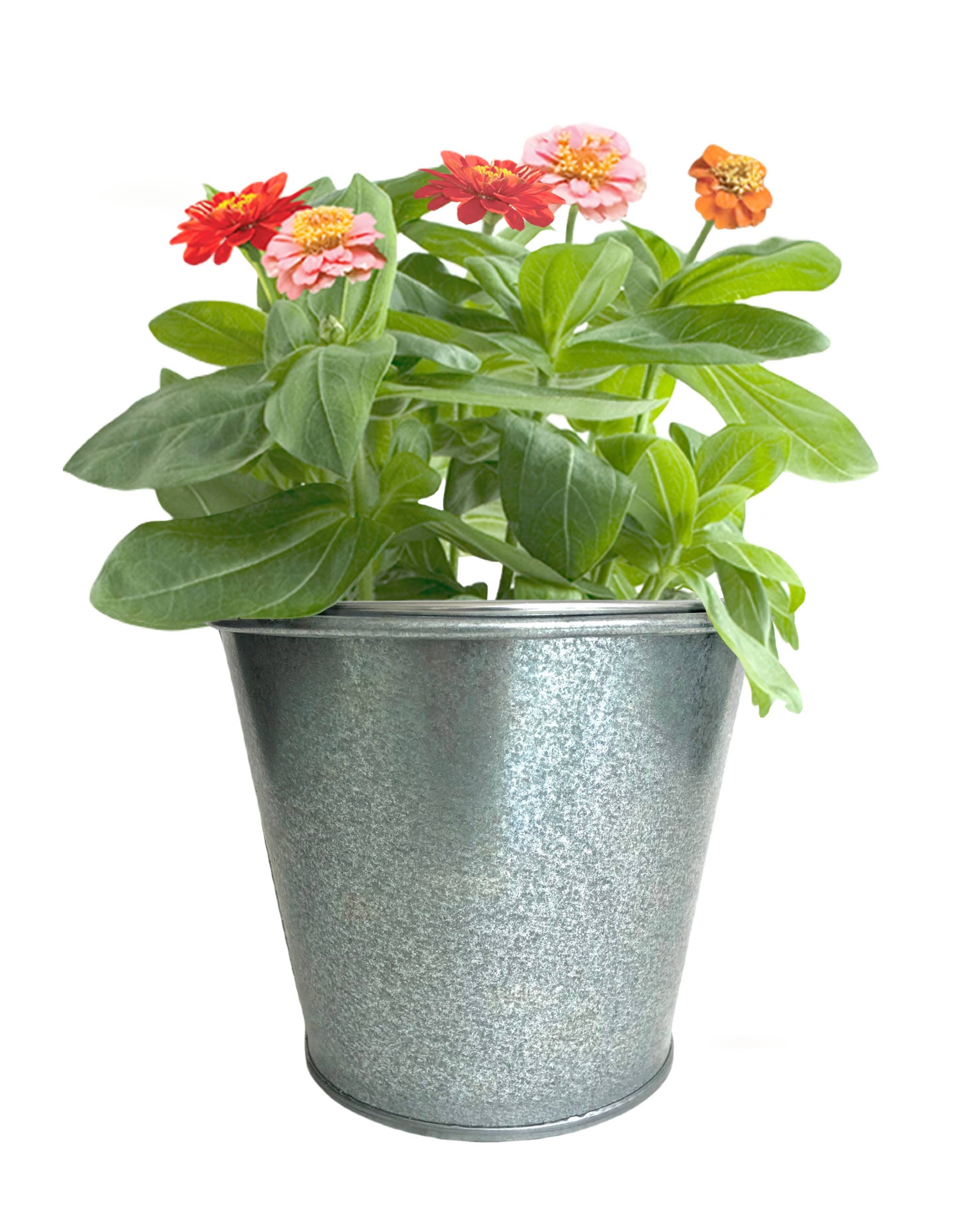 Kids Garden in a Pail | Butterfly | Learning Activity
