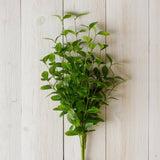 Bundle - Fittonia (PC)