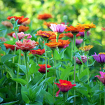 NEW Flower Cutting Garden Box | Spring | Mother's Day