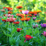 NEW Flower Cutting Garden Box | Spring | Mother's Day