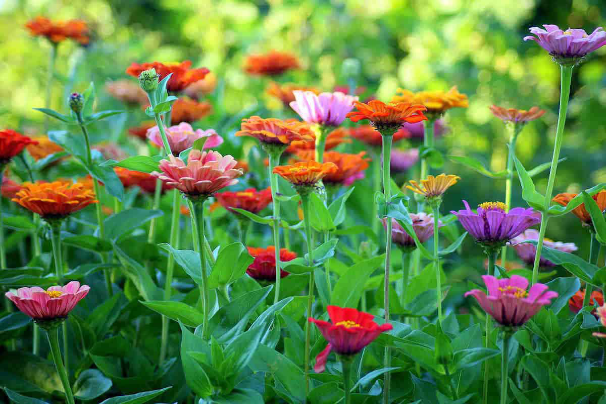 NEW Flower Cutting Garden Box | Spring | Mother's Day