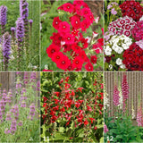 Scatter Garden | Hummingbird | Best Seller | Bird lovers