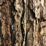 Brazilian Rosewood Hand Lotion