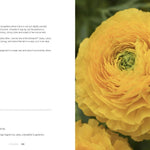 Ranunculus: Beautiful varieties for home and garden