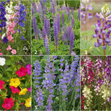 Scatter Garden | Hummingbird | Best Seller | Bird lovers