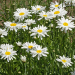 Growing Wishes Flower Garden | Joy | Flower Sentiments