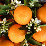 Neroli Basil Hand Lotion