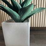 Small palm in planter