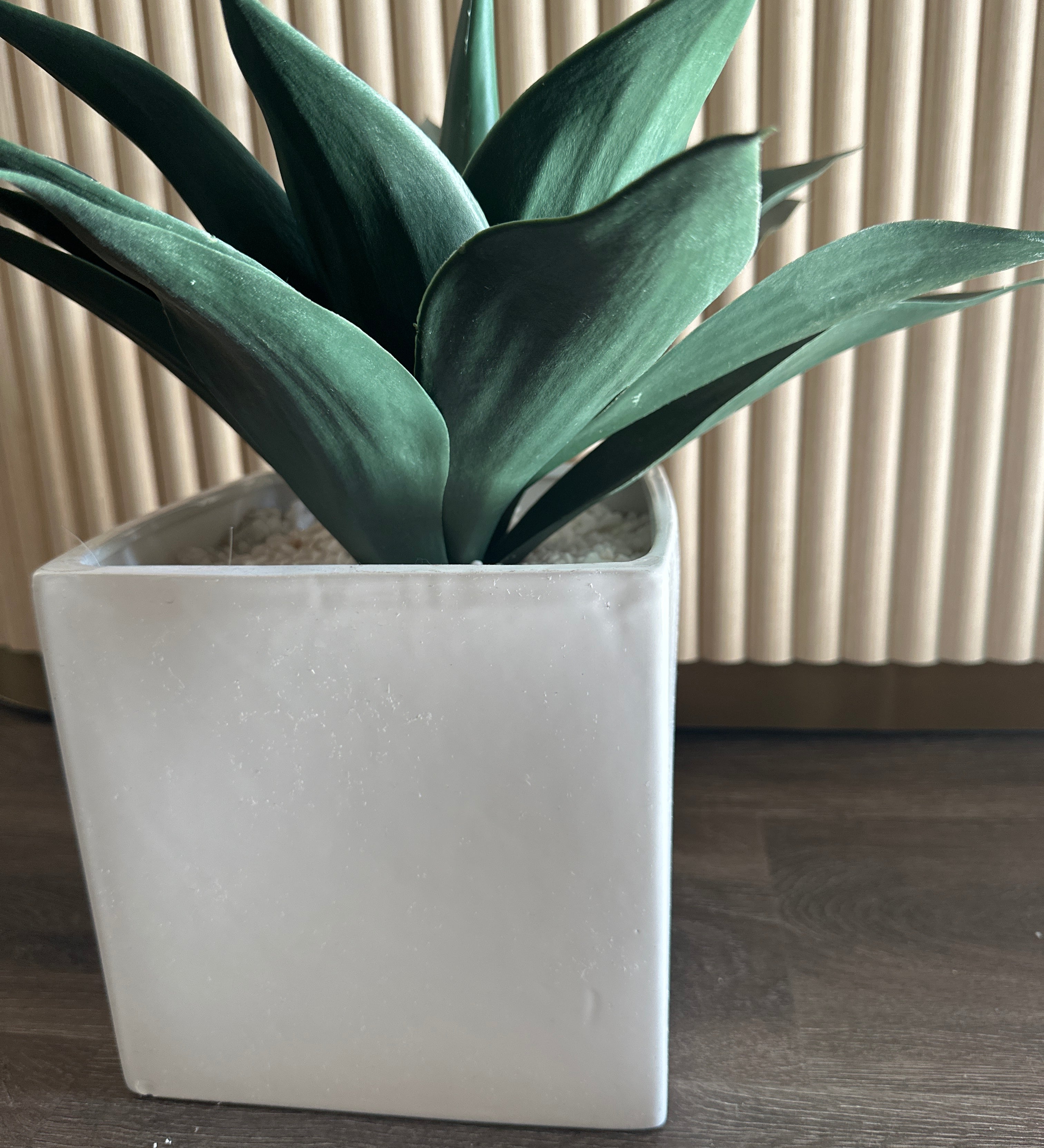 Small palm in planter