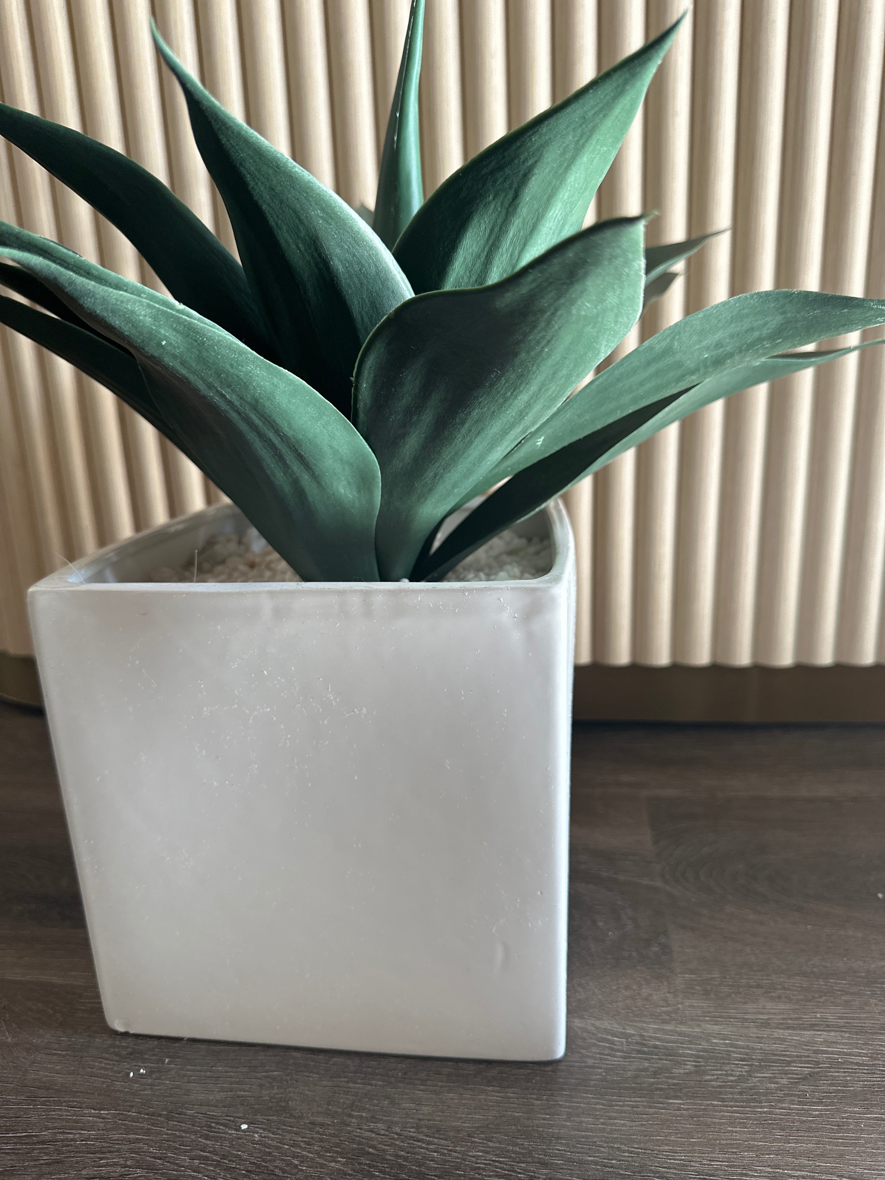 Small palm in planter
