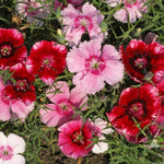 Growing Wishes Flower Garden | Joy | Flower Sentiments