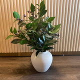 Berry Plant in Pot