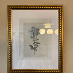 Framed Hydrangeas Print 13x16
