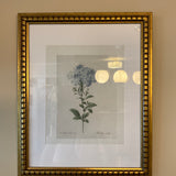 Framed Hydrangeas Print 13x16