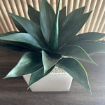 Small palm in planter