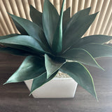 Small palm in planter