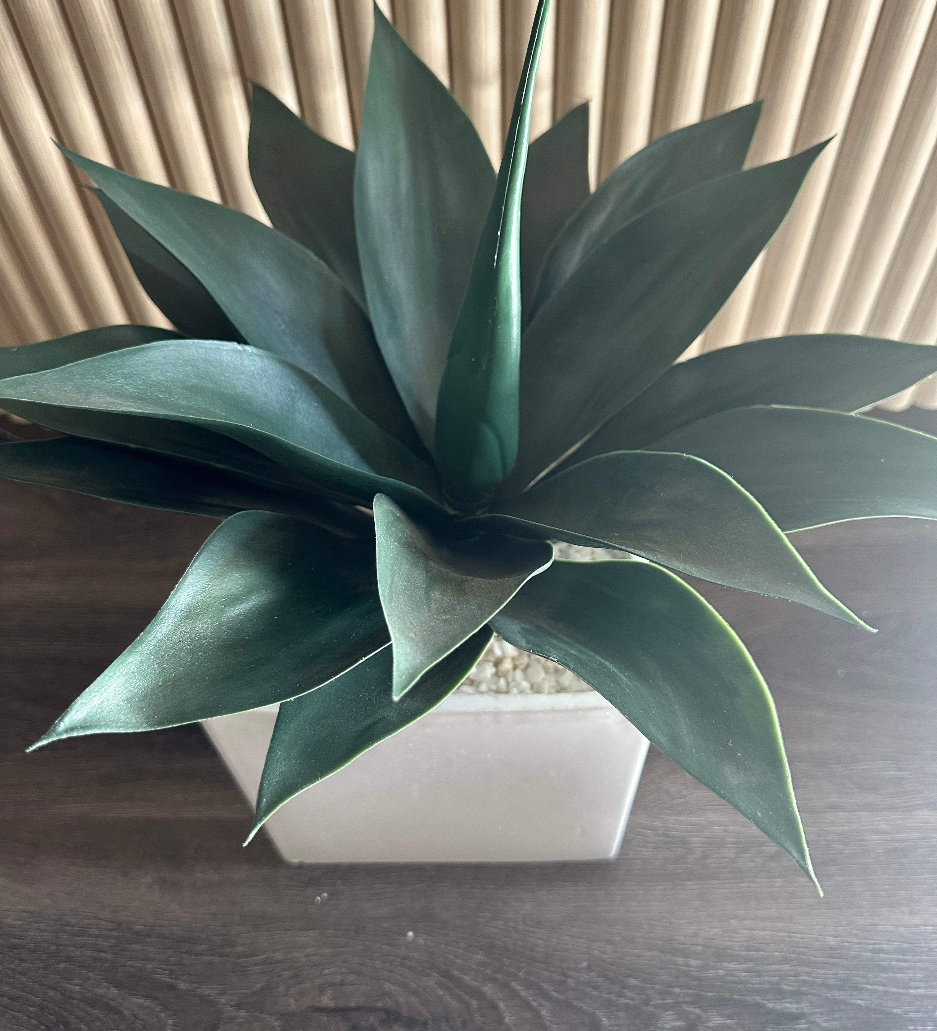 Small palm in planter