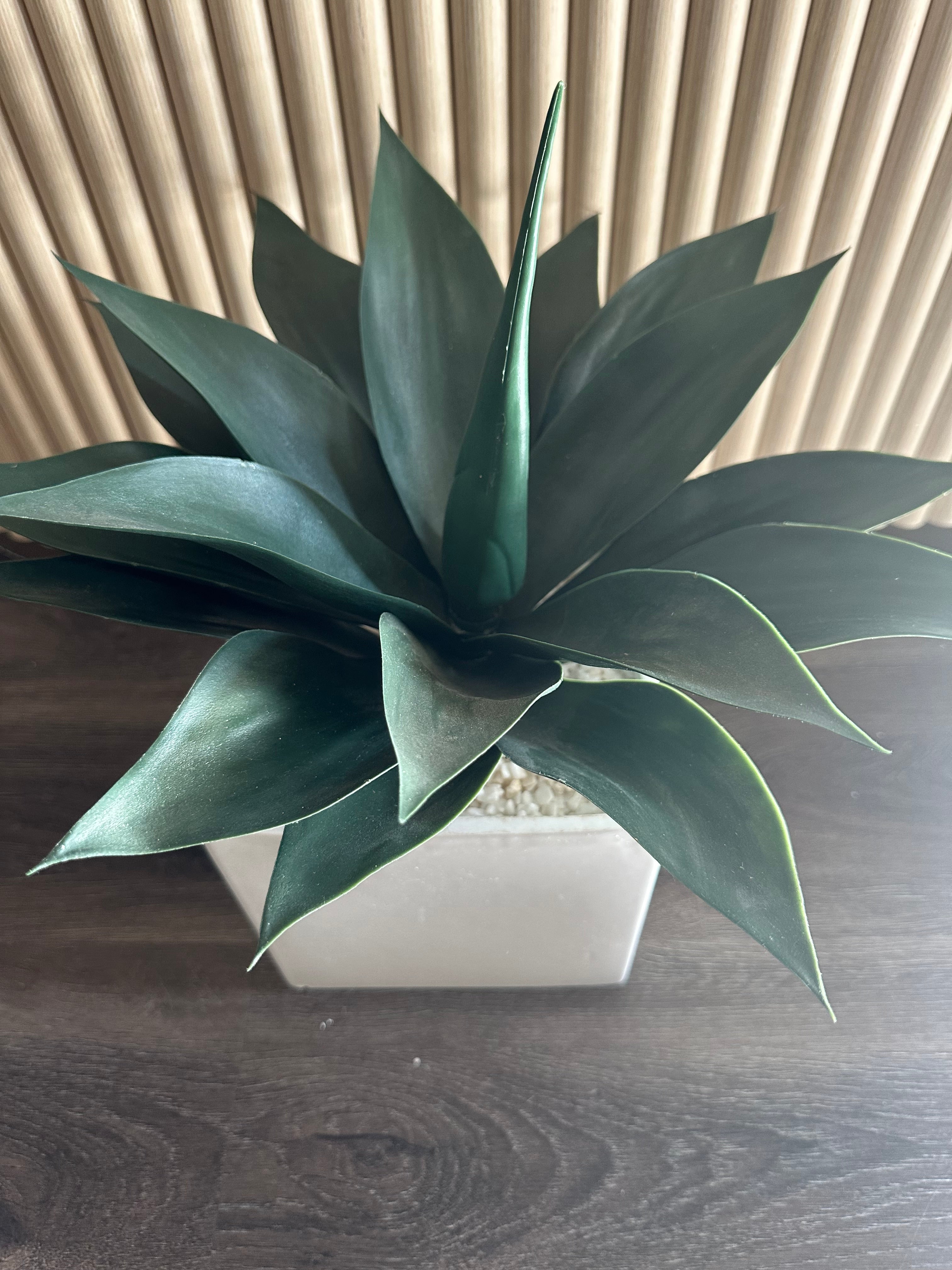 Small palm in planter