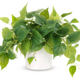 Faux Plants White Ceramic Pot