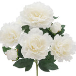 Peony Bush