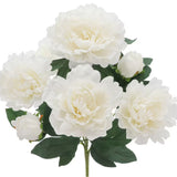 Peony Bush