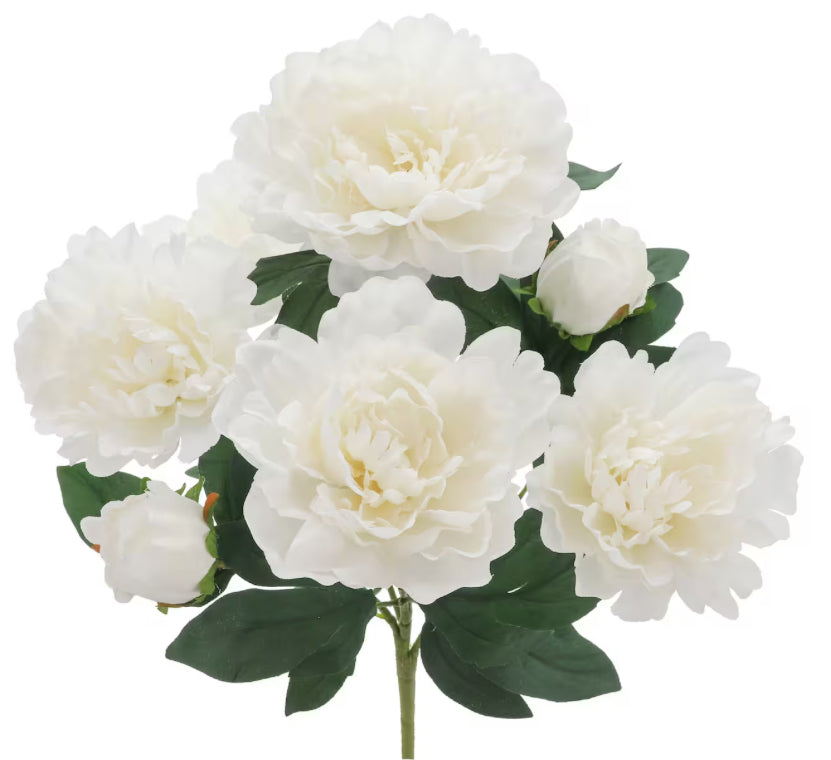 Peony Bush