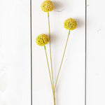 Branch - Yellow Billy Buttons (PK/8)