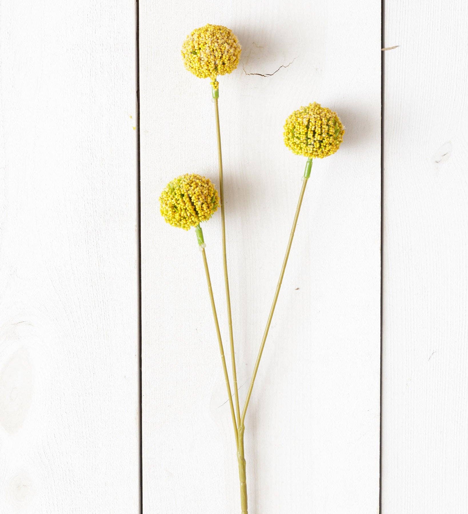 Branch - Yellow Billy Buttons (PK/8)