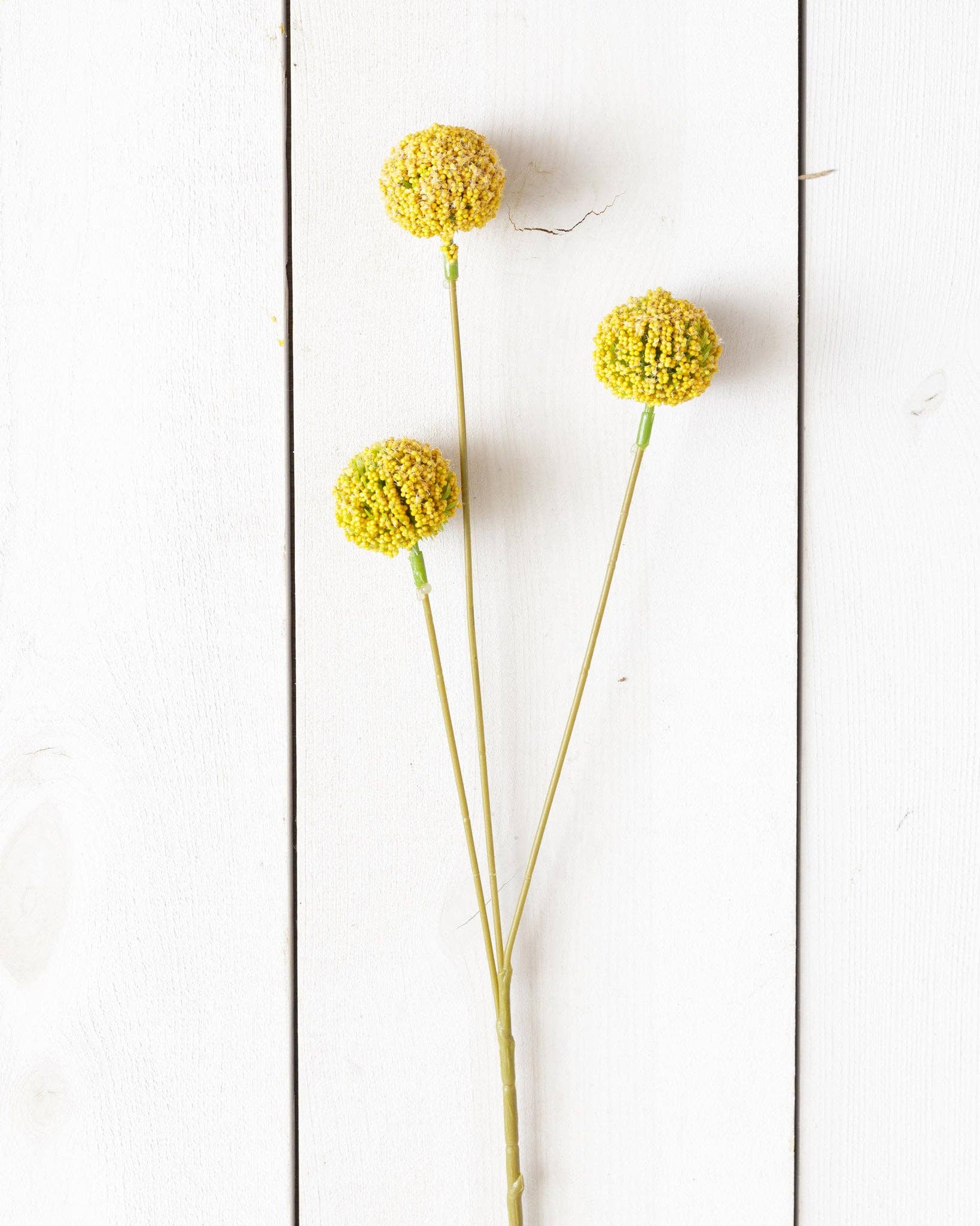 Branch - Yellow Billy Buttons (PK/8)
