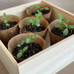 NEW Flower Cutting Garden Box | Spring | Mother's Day