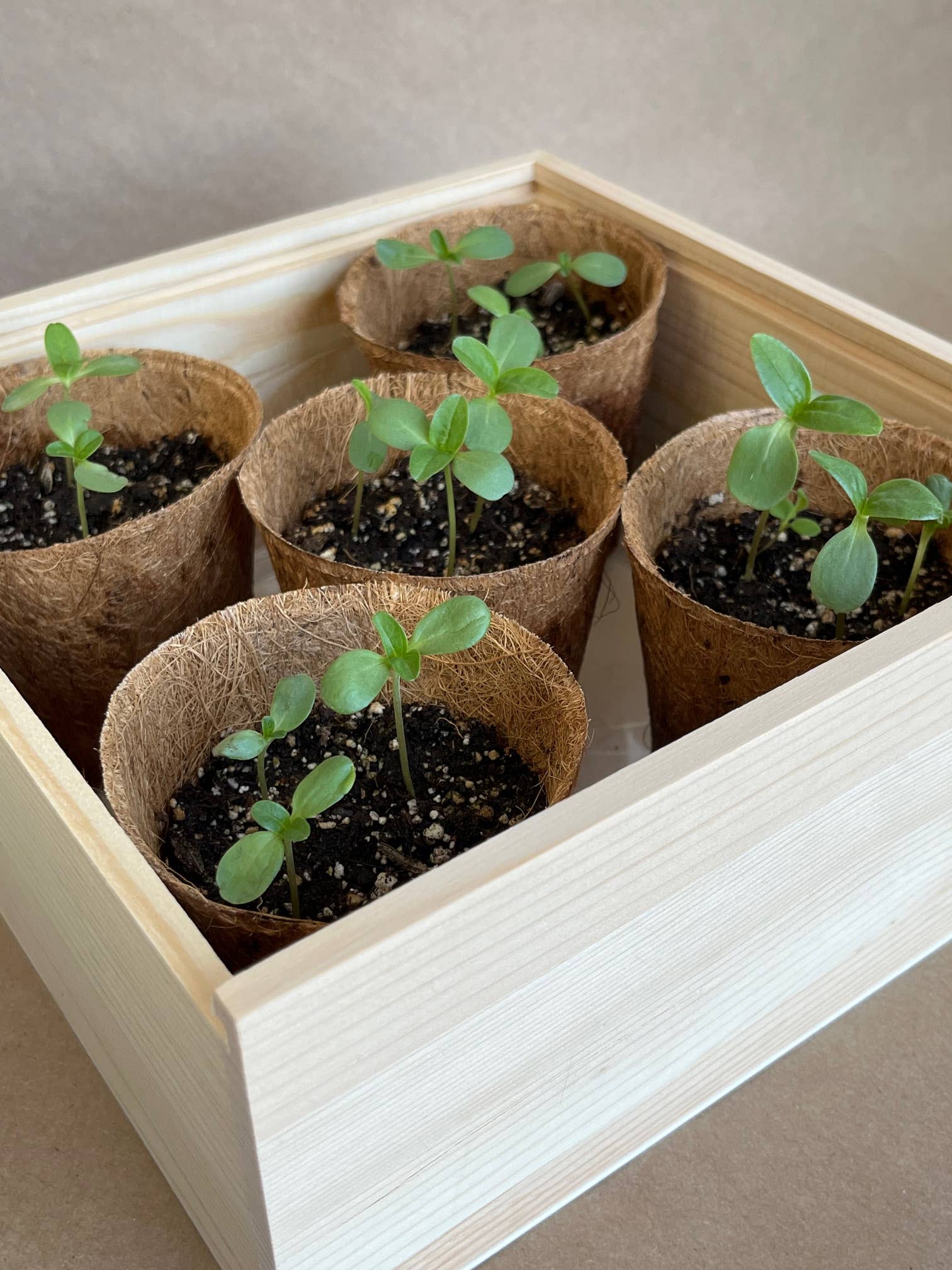 NEW Flower Cutting Garden Box | Spring | Mother's Day