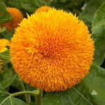 Growing Wishes Flower Garden | Joy | Flower Sentiments