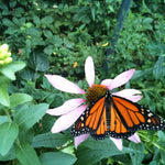 Kids Garden in a Pail | Butterfly | Learning Activity