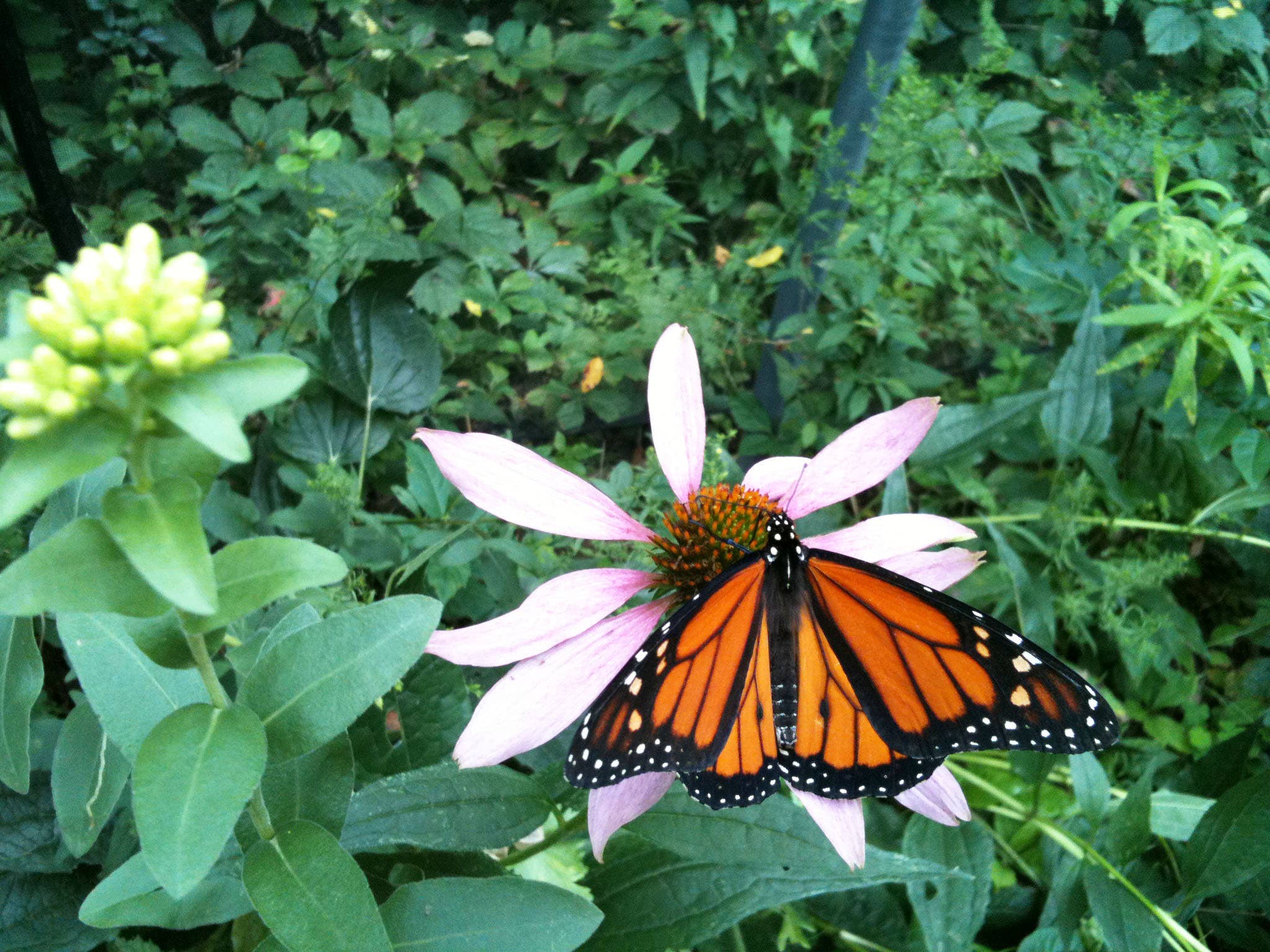 Kids Garden in a Pail | Butterfly | Learning Activity