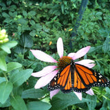 Kids Garden in a Pail | Butterfly | Learning Activity