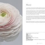 Ranunculus: Beautiful varieties for home and garden