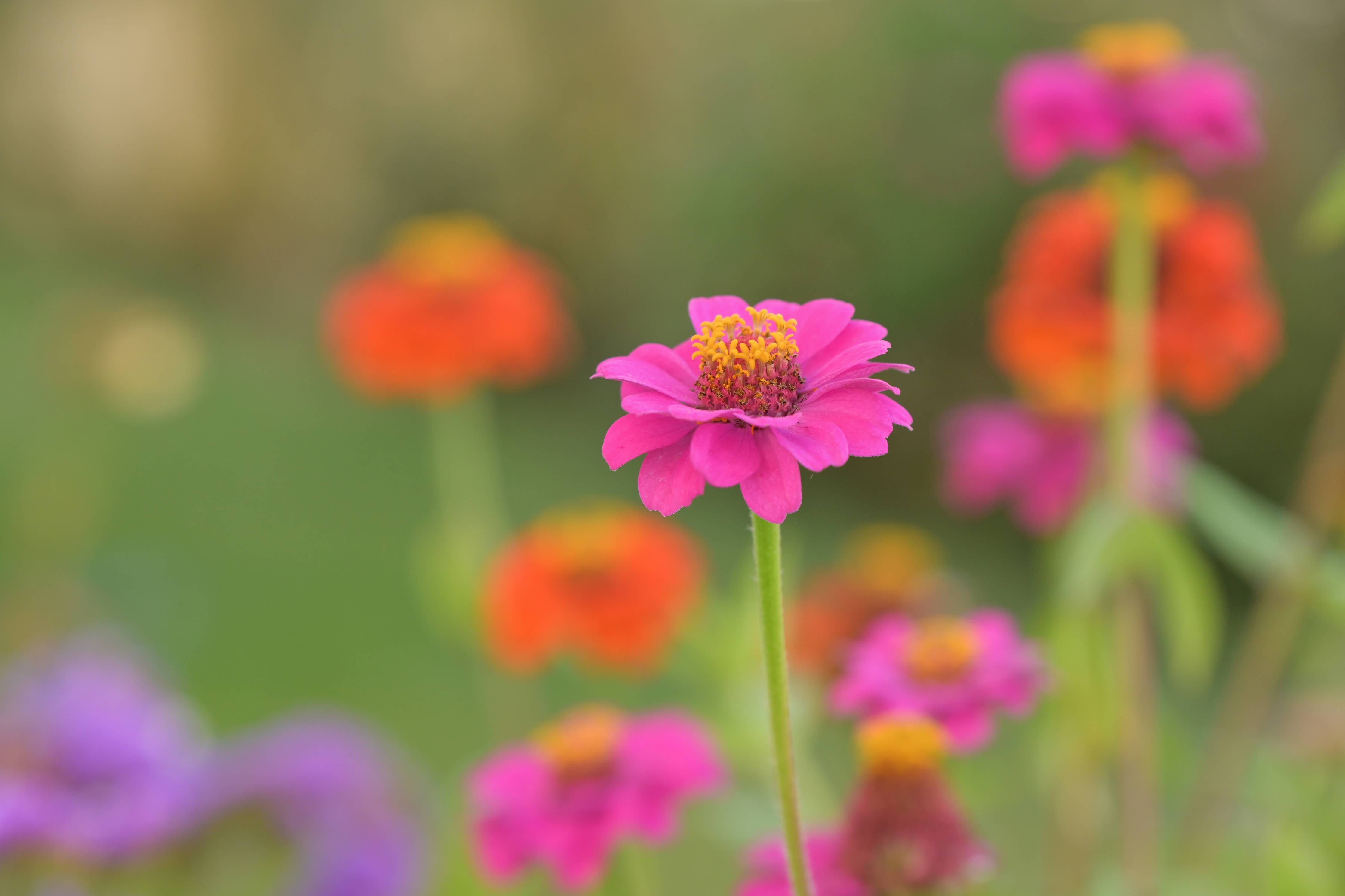 NEW Flower Cutting Garden Box | Spring | Mother's Day