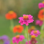 Growing Wishes Flower Garden | Joy | Flower Sentiments